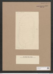 Surirella sp. (de-Toni-Nr.: Genus 53) Zeichnungen Sammlung Grunow Nr. 4837 (NHMW-BOT-W0373003)